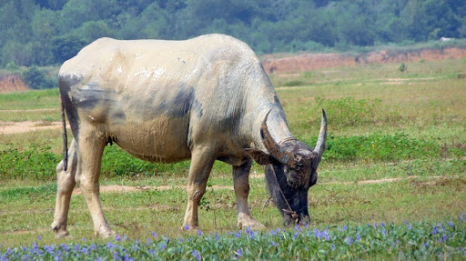 Mơ thấy con trâu bạc