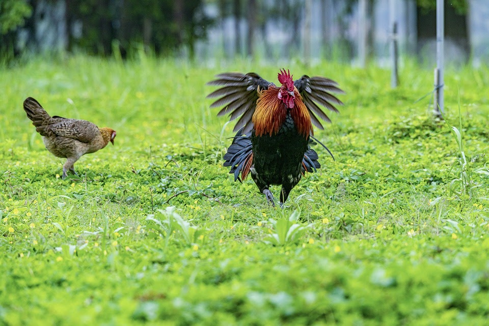 Mơ thấy gà trống